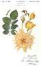 Bronze Masterpiece rose photo