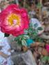 Charmant ™ rose photo