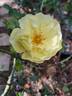 Académie d'Orléans ® rose photo