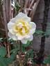 Windrush rose photo