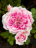 Dahlia Rose rose photo