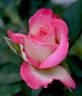 Vernon Rickard rose photo