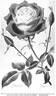 Hugo Roller rose photo