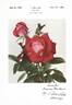 Grand Gala ® rose photo