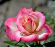 Vernon Rickard rose photo