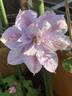 Samantha Denny clematis photo