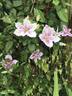 Samantha Denny clematis photo