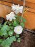 Sylvia Denny clematis photo