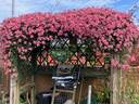 Broughton Star clematis photo