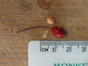Goldfinch rose photo