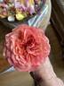 Crazy Love Sunbelt rose photo