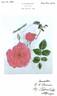 Bonnie Pink rose photo