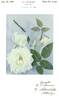 John F. Kennedy rose photo