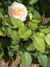Sweet Juliet rose photo