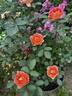 Kaleidoscope Girl rose photo