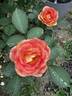 Kaleidoscope Girl rose photo
