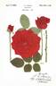 Christmas Cheer rose photo