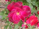 Zeelandia rose photo