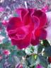 Zeelandia rose photo