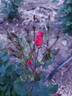 Zeelandia rose photo