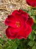 Zeelandia rose photo