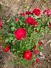 Zeelandia rose photo
