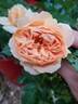 At Last rose photo