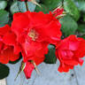 Amsterdam ® rose photo