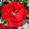 Amsterdam ® rose photo