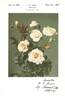 Moonsprite rose photo