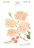 Everblooming Pillar No. 12 rose photo