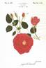 Arctic Flame rose photo