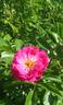 Benjamin Alexander rose photo