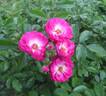 Benjamin Alexander rose photo