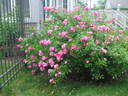 Benjamin Alexander rose photo