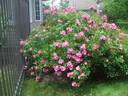 Benjamin Alexander rose photo