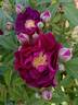 Tuscany rose photo