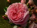 Anne Belovich rose photo