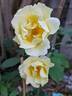 Windrush rose photo