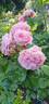 Amaretto rose photo
