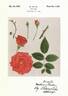 Alpine Glow rose photo