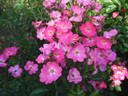 Abigail Rose rose photo