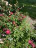 Cancan ™ rose photo