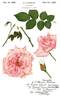 Bridal Pink ™ rose photo