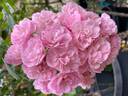 Heavenly Pink rose photo