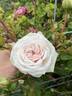 Honeymoon ™ rose photo