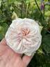 Honeymoon ™ rose photo