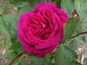 Blackberry Nip rose photo