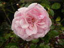 Bailando rose photo