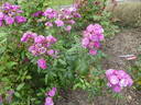 Excellenz von Schubert rose photo